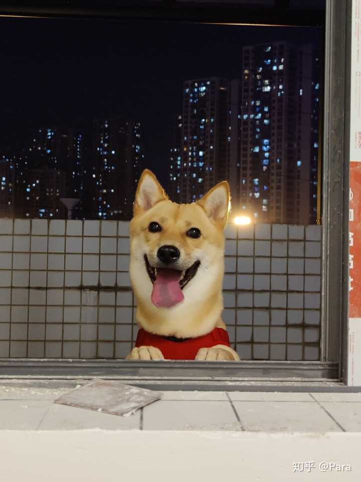 养一只广西土猎的过程与感受 知乎 养一只广西土猎的过程与感受 知乎