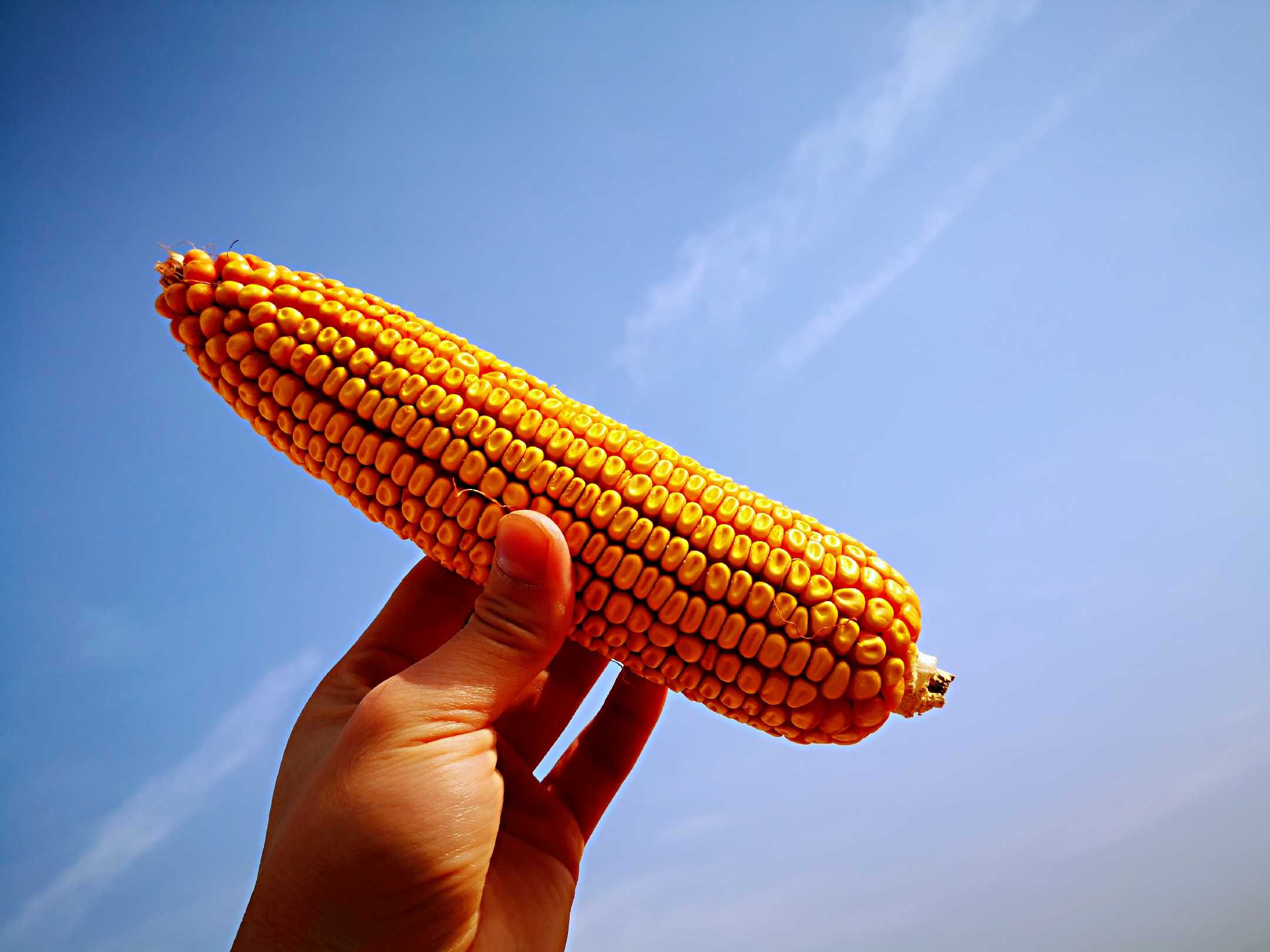 苞谷 暖阳 靠着粮食晒太阳 满足了原始的… - 知乎