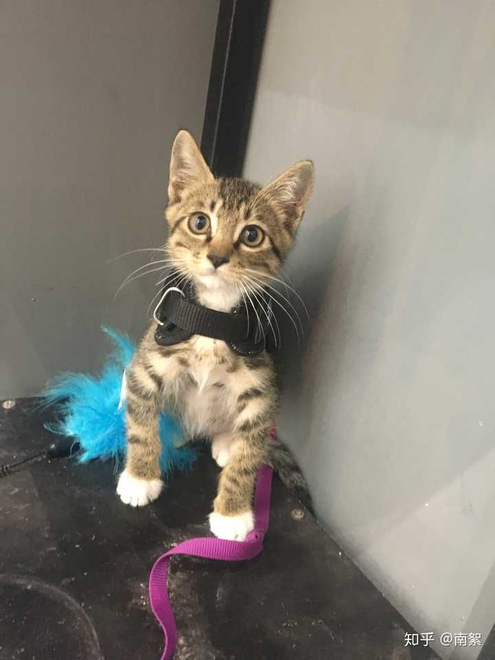 野猫幼崽家养后还有野性吗