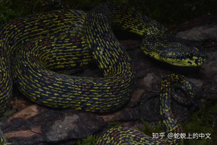 菜花原矛頭蝮,劇毒