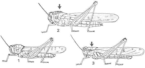 亞洲飛蝗,圖1 單雄,圖2單雌,圖3群雄.圖片來源cirad