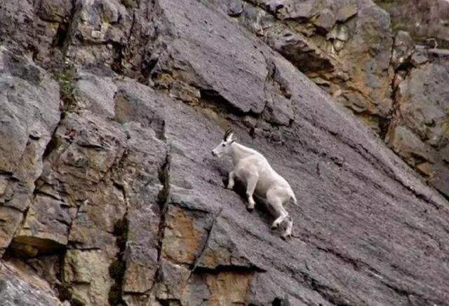 你以为悬崖羊是为了寻找刺激? 你错了,它们是舔狗,不舔羊.