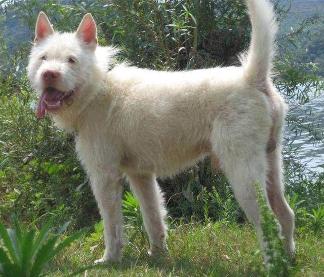 (知名的本土猎犬,下司猎犬)