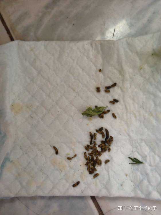 动物的粪便都是什么样的