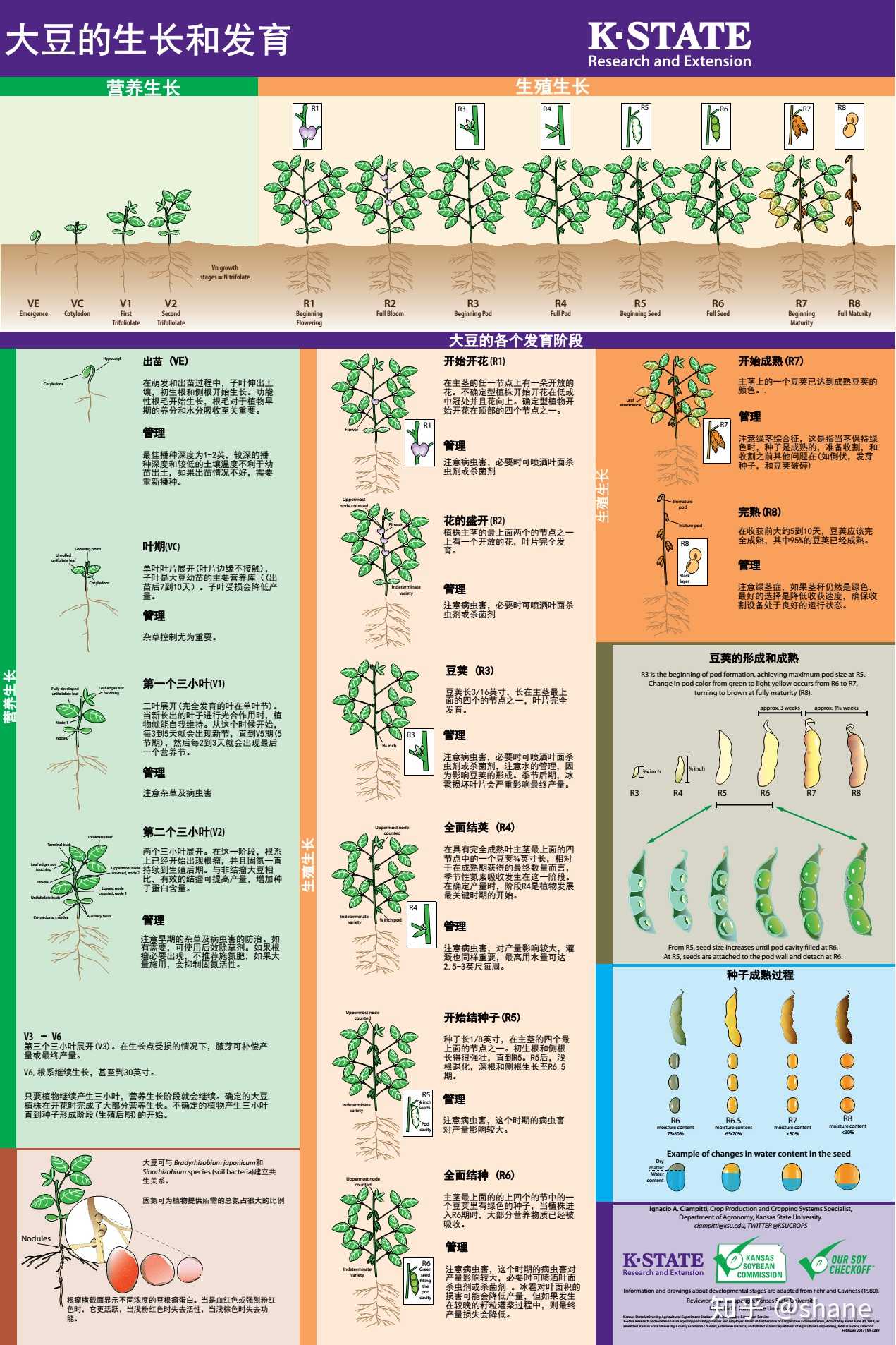黄豆的生长过程顺序图片