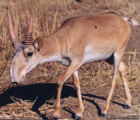 the iucn red list of threatened species