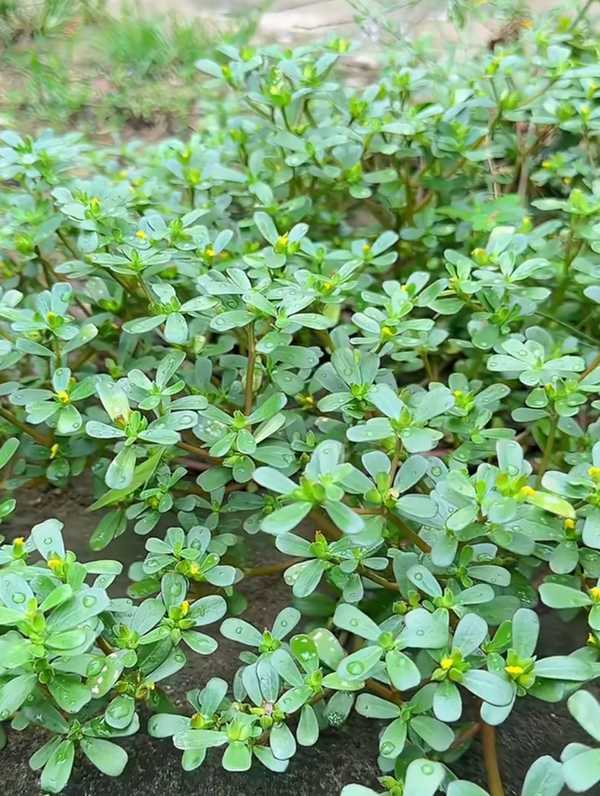 你们都喜欢吃什么野菜？