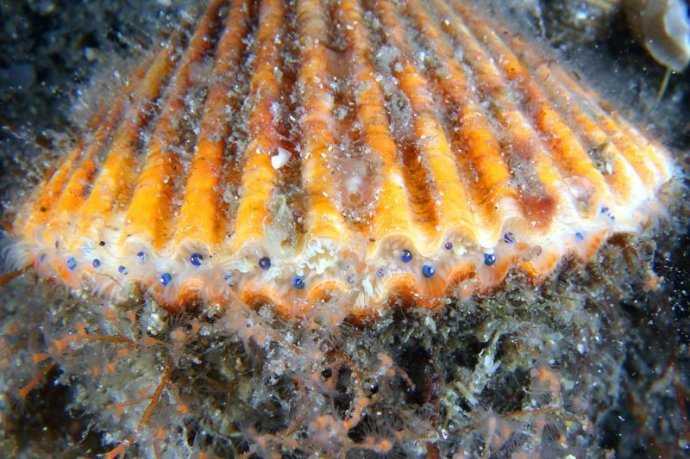 扇贝没有眼睛,如何成为游泳高手?