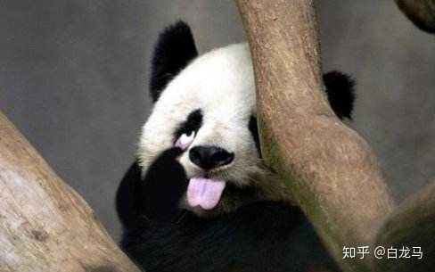 长期带着黑眼圈是一种什么体验?