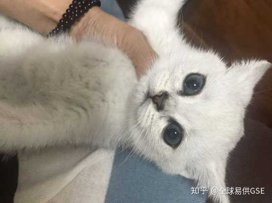 请问有什么关于猫的冷知识吗 知乎