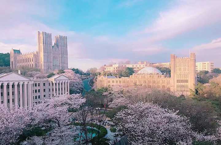 同学拍的,庆熙大学早春樱花开的时候