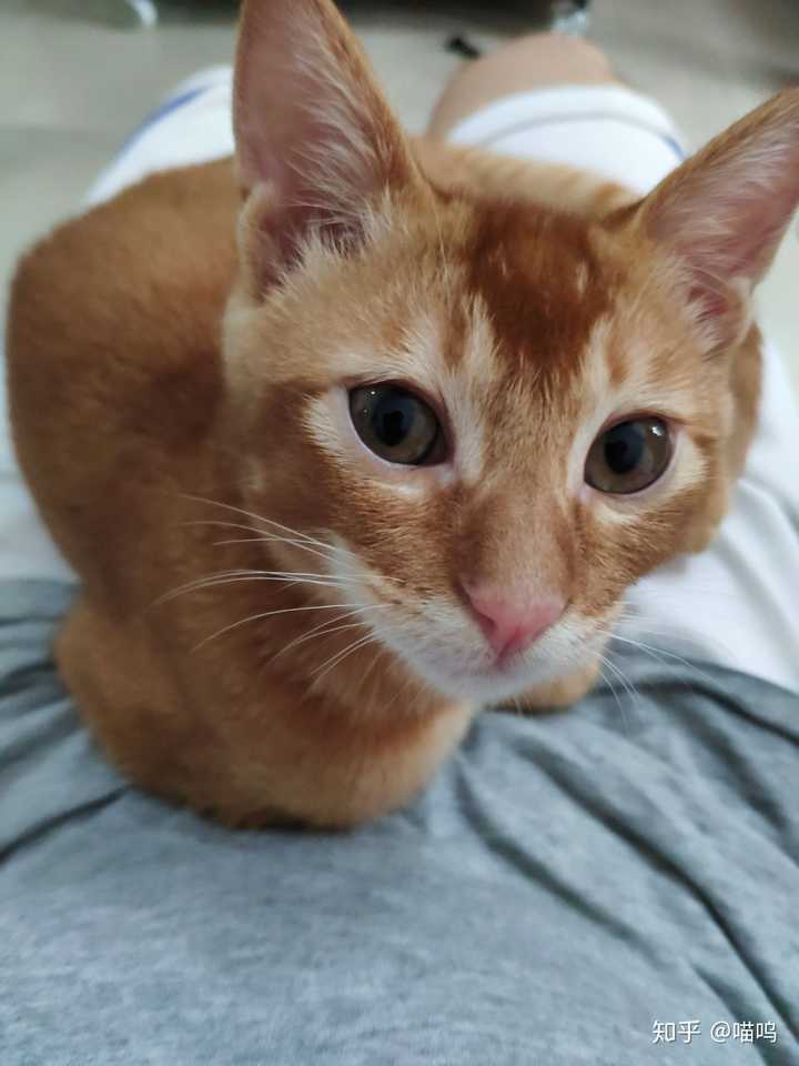 100元买的一只两个月大的小橘猫值不值?