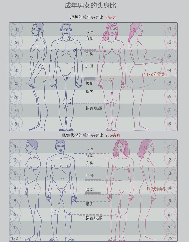 学习画画三四个月了人体结构比例透视什么都不太懂我还一直在学该怎么