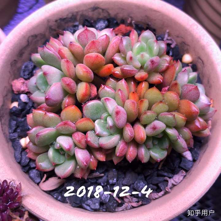 现在淘宝上多肉植物的补光灯靠谱吗 知乎 现在淘宝上多肉植物的补光灯靠谱吗 知乎