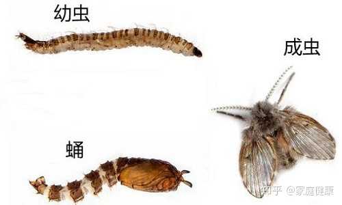 幼虫取食污垢层中的藻类,细菌,真菌等.在 21℃,卵期32-48小时,幼