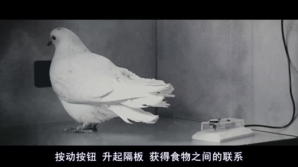 斯金纳鸽子拉杆实验图片
