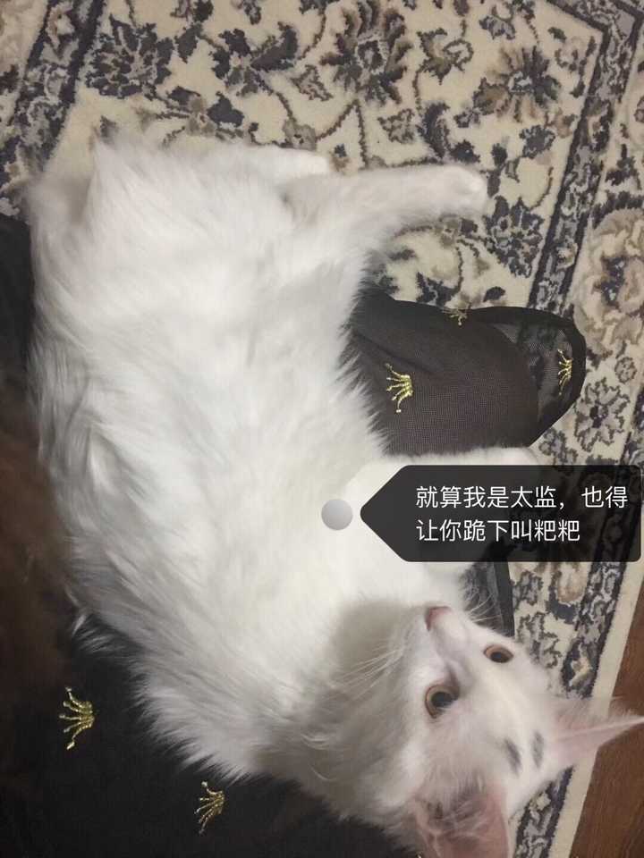 养一群猫是什么感觉 李喵喵的回答 知乎