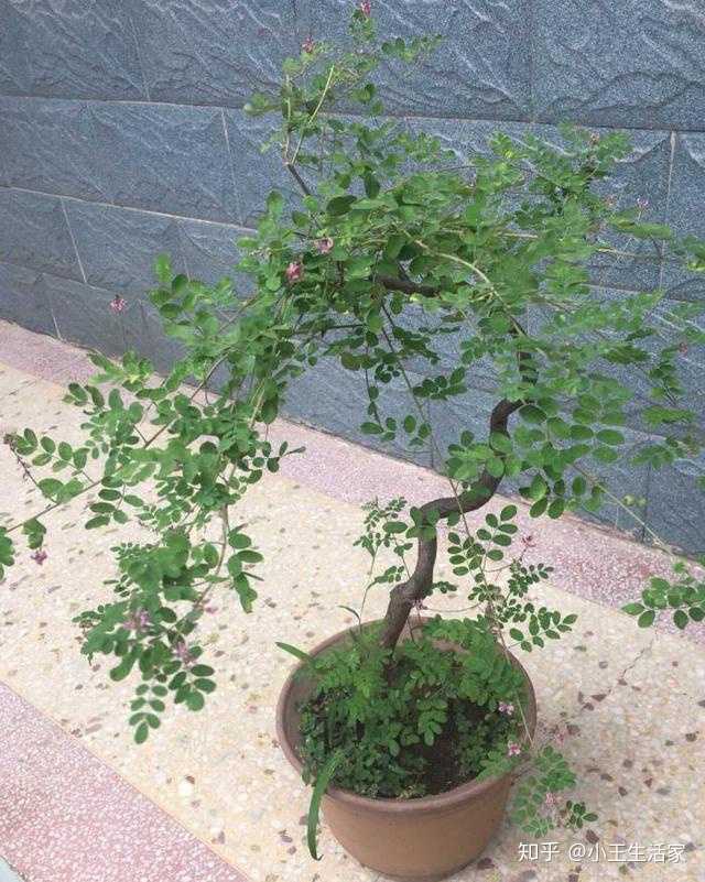 小叶红花槐,与清香木叶片差不多,也有叫山槐的.