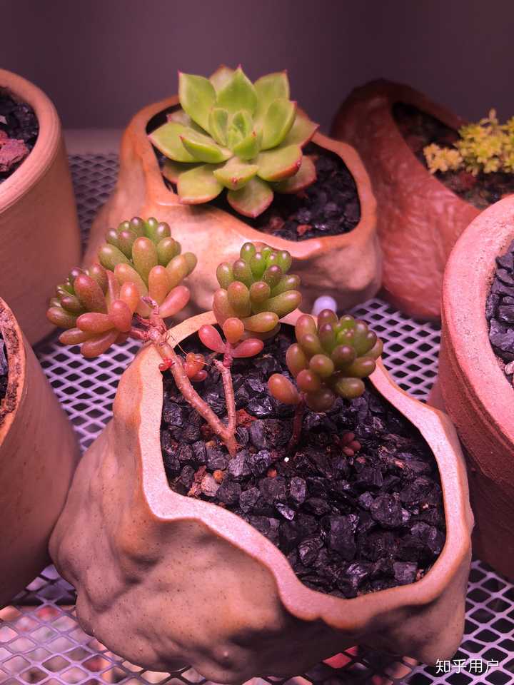 现在淘宝上多肉植物的补光灯靠谱吗 知乎 现在淘宝上多肉植物的补光灯靠谱吗 知乎