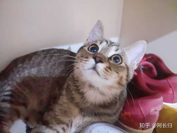 如何判断一只猫是真的对你有感情还是只是为了混口饭吃 知乎