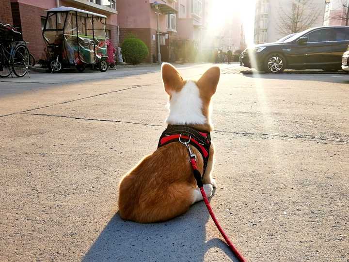 一只普通柯基大概多少钱?