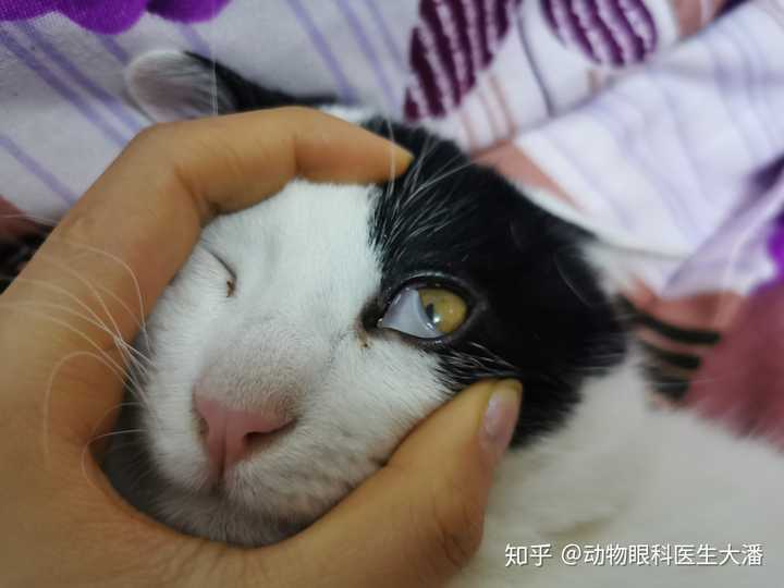 猫的眼睛白膜怎么治 动物知识大全 爱动物