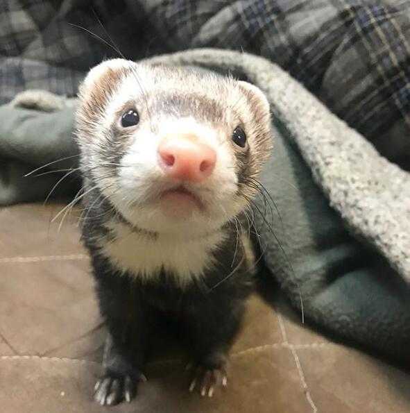 有什么新奇的冷门宠物?