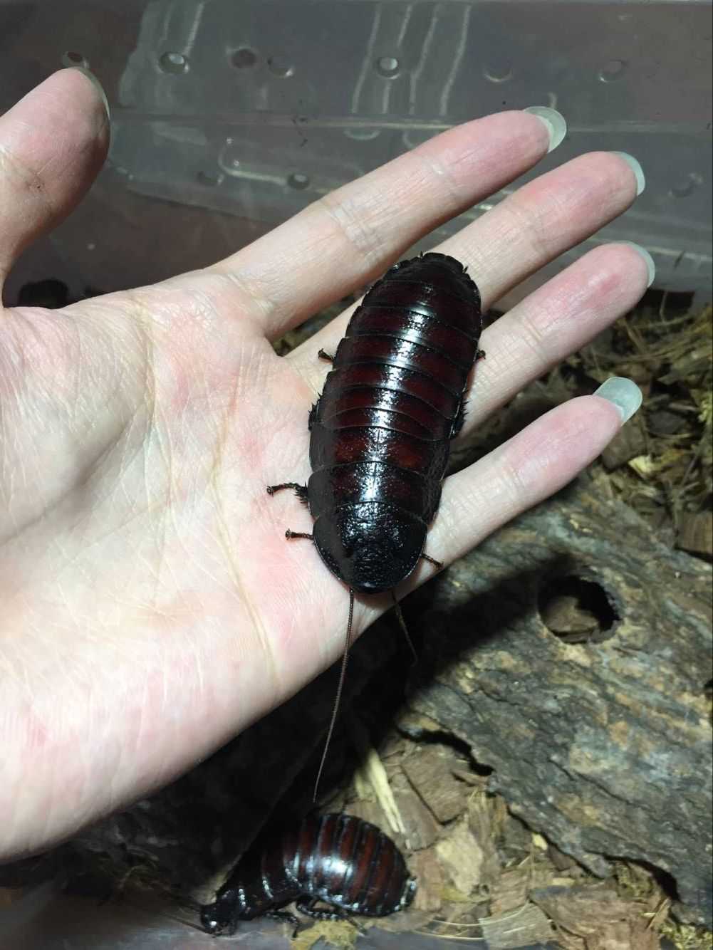 嗯～～和别人的不太一样 巨型马岛发声蟑螂这个胖东西虽然说是蟑螂