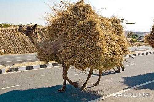 压死骆驼的最后一根稻草, 不是肆虐的山火,而是人性的贪婪.