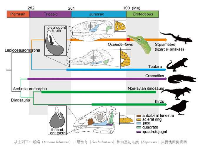 蜥蜴的生殖系统图片