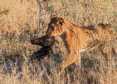野生非洲雄狮全长可达 3.6 米,肩高 1.