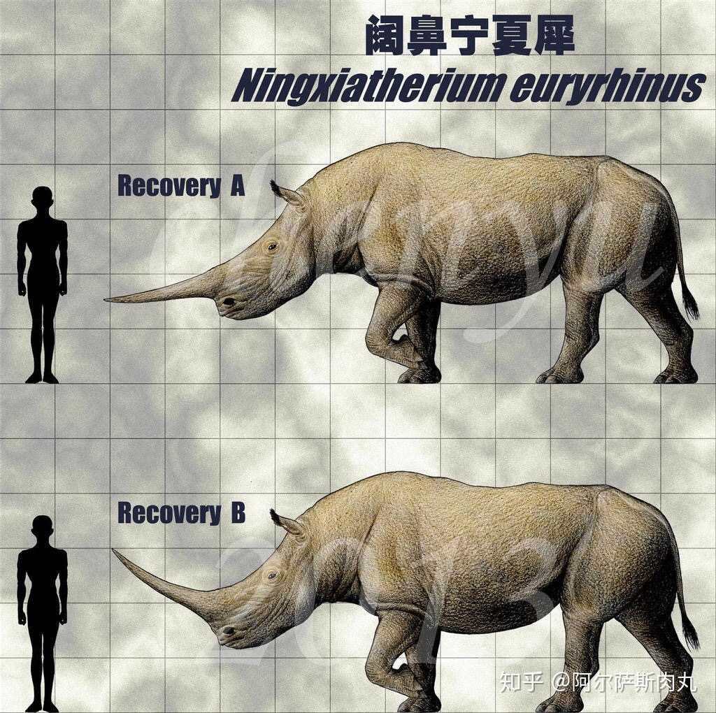 华夏独角兽宁夏犀ningxiatherium