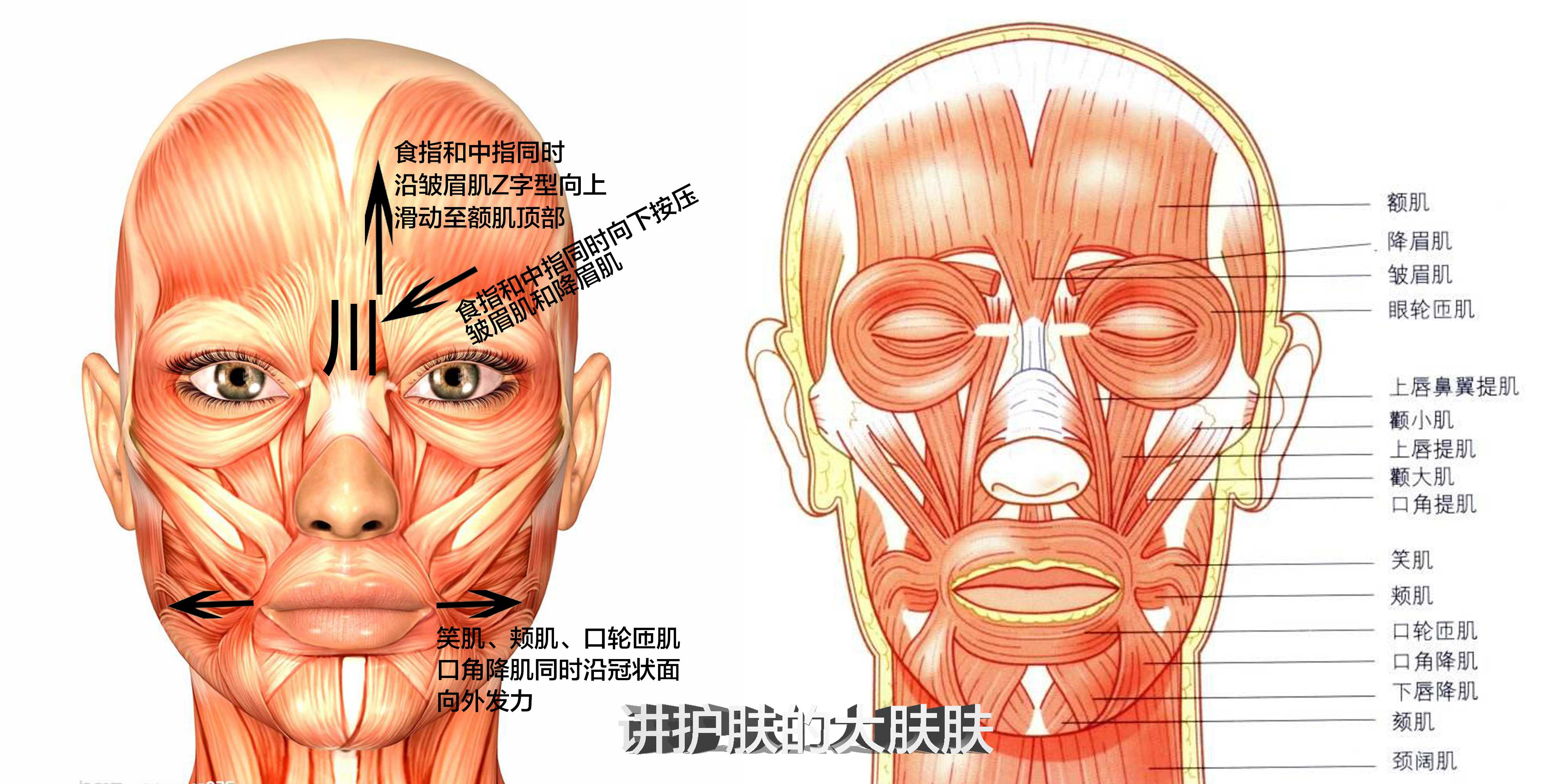 皱眉肌降眉肌图片