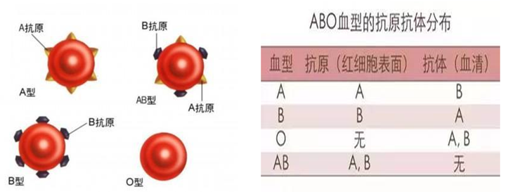 血型抗原抗体表图图片