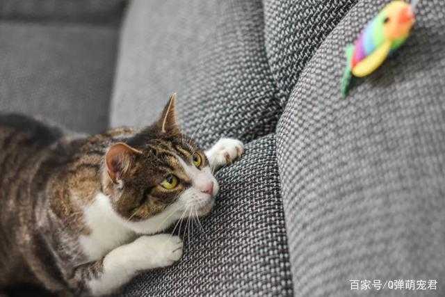 猫的胡子是干嘛用的 知乎 猫的胡子是干嘛用的 知乎
