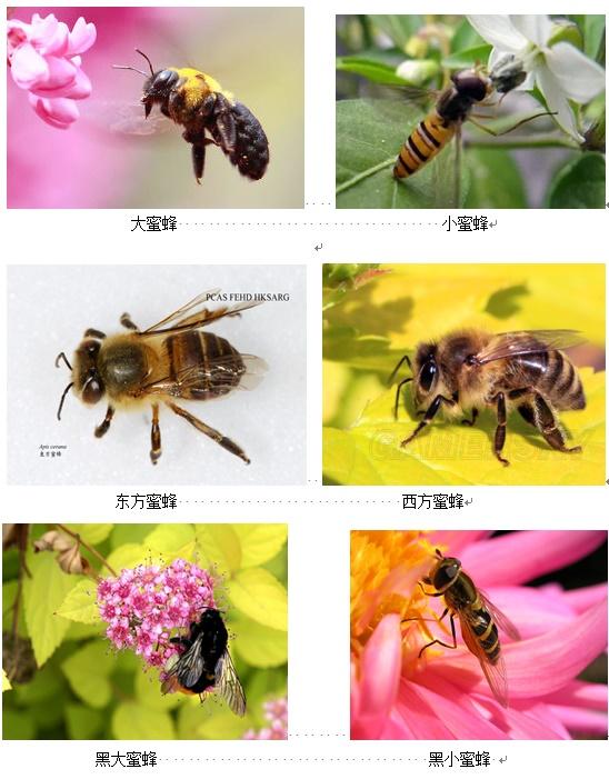 蜜蜂的种类及图片真实图片