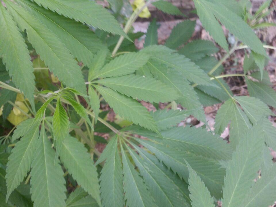 请问这是什么植物,是大麻叶吗?