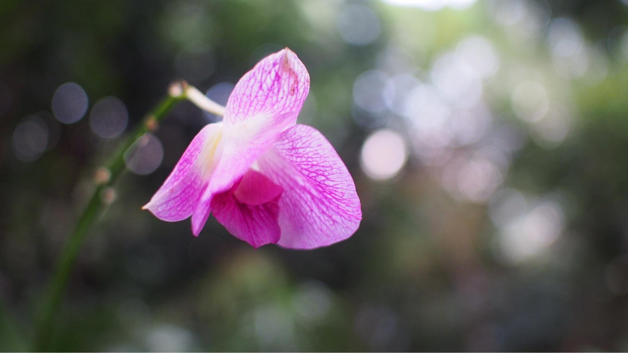 奥林巴斯epl5微单想换个好一点的镜头,有什么