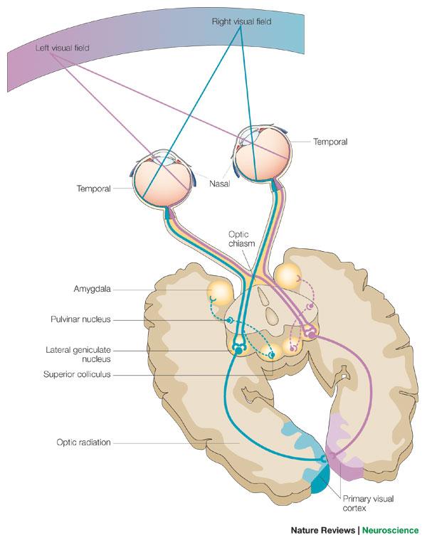 人脑的视觉信号传导通路,在进入大脑皮层之前是高度的结构化的,分工