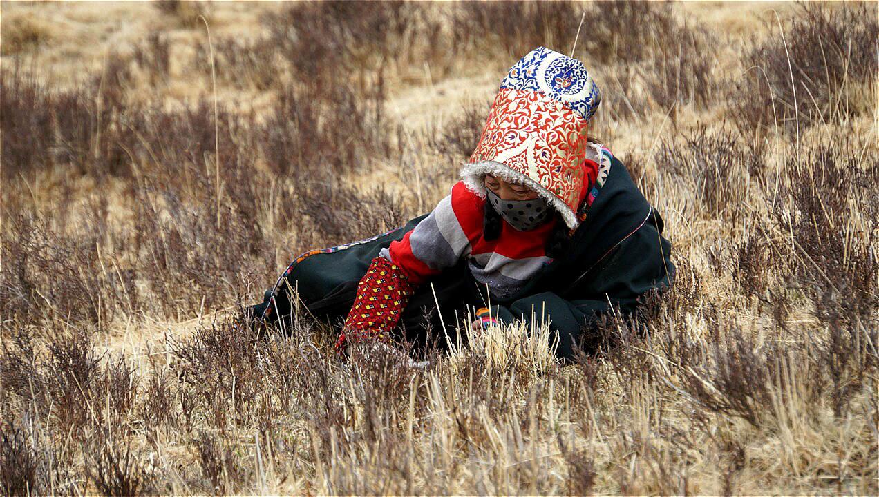 黄河29疯狂的冬虫夏草一创富神话