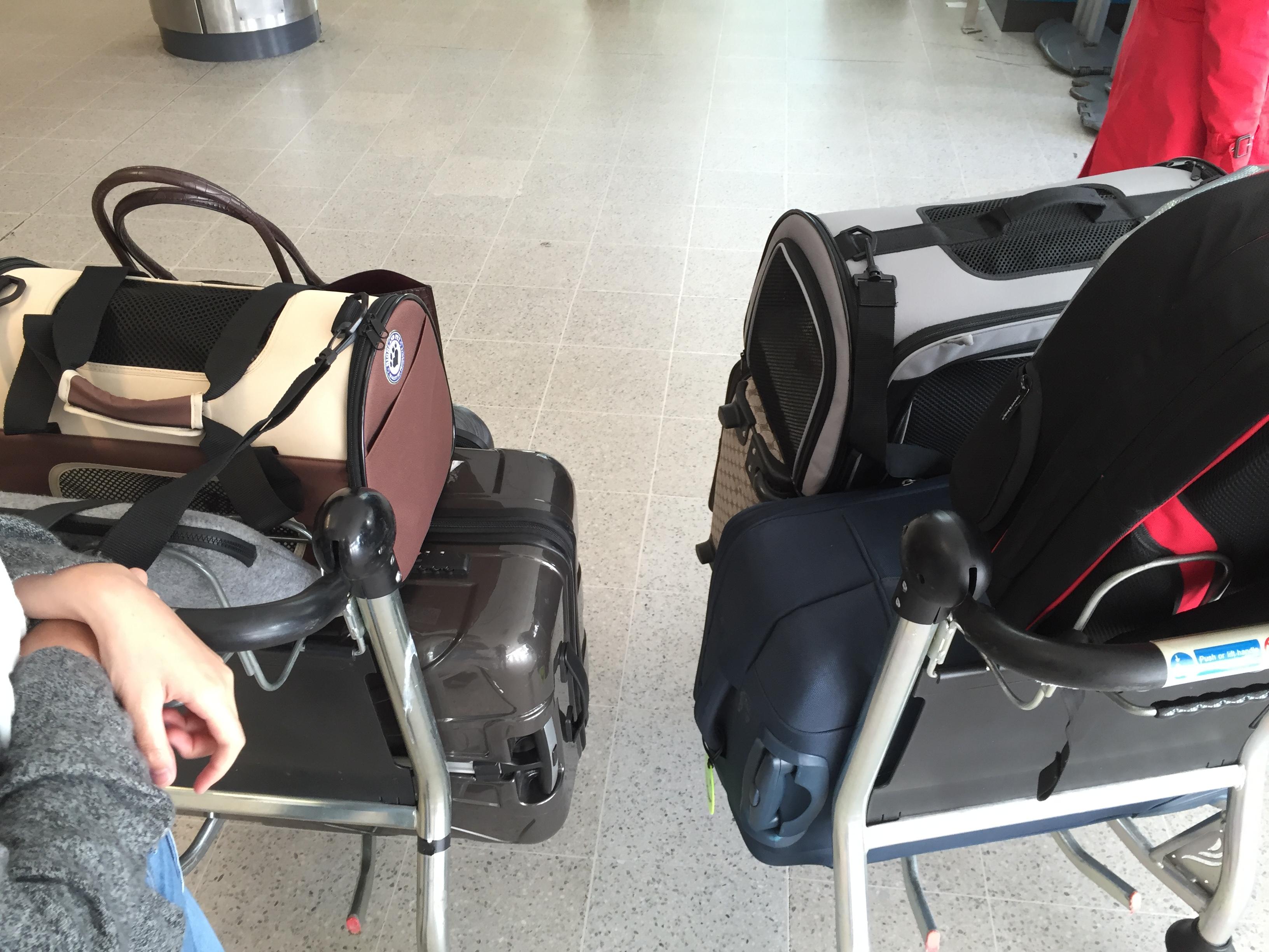 想从英国带猫回国 有几个问题 ? - chaojie xu 的