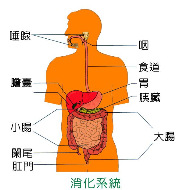 食物消化过程图解图片