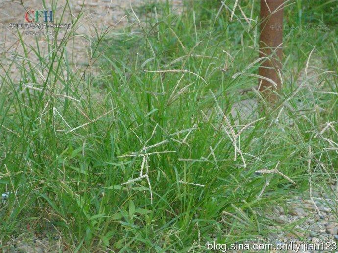 如何使用牛筋草 5bbb46cac453279a57c765c4885b3a4f_r.jpg