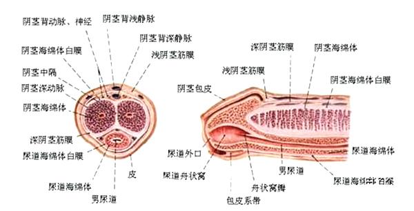 老套路,我们先看阴茎的结构分层图如下: 我们要讨论为何随着年龄的