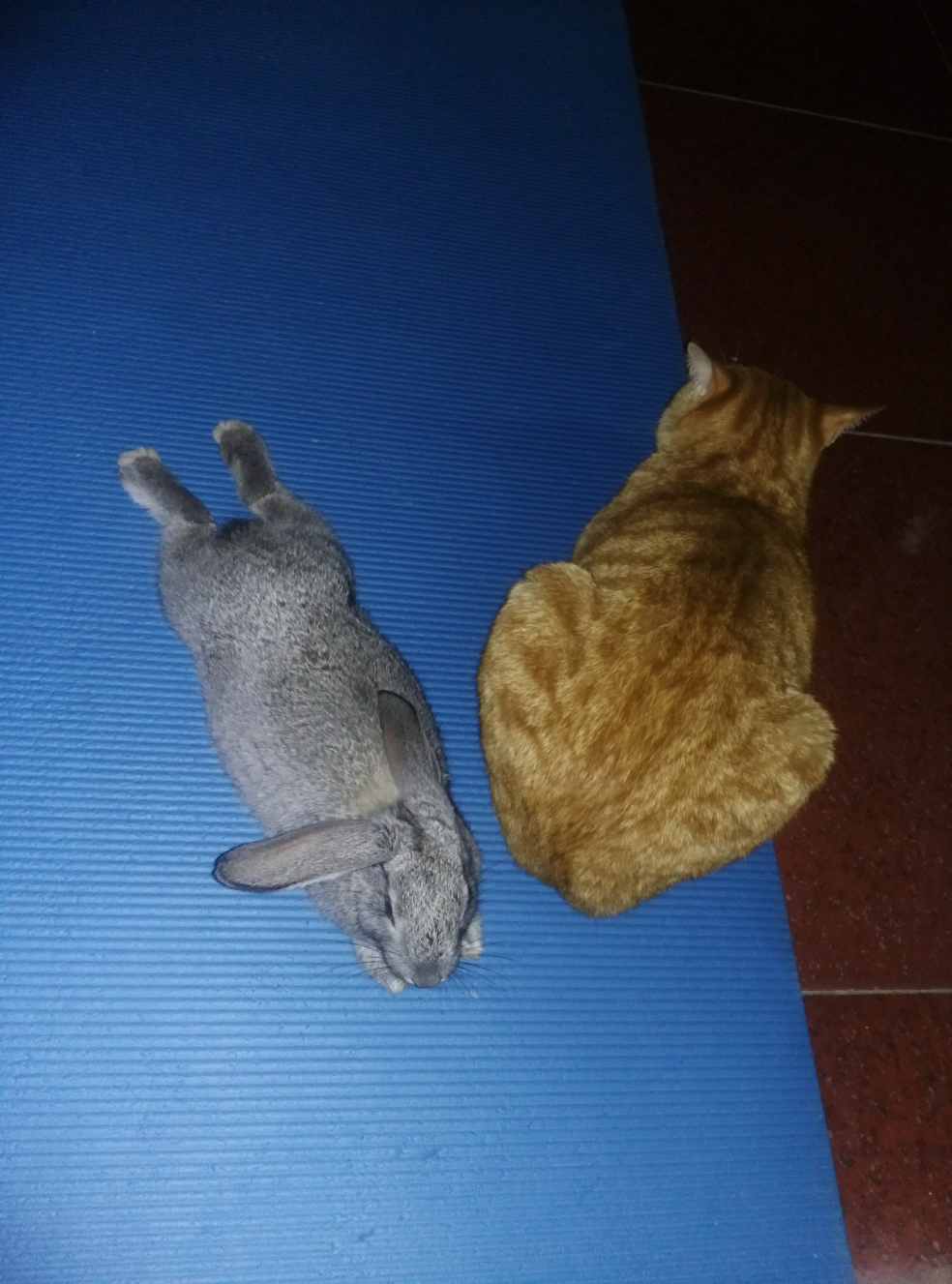 猫咪可以和龙猫兔子一起养吗? - 宠物 - 知乎