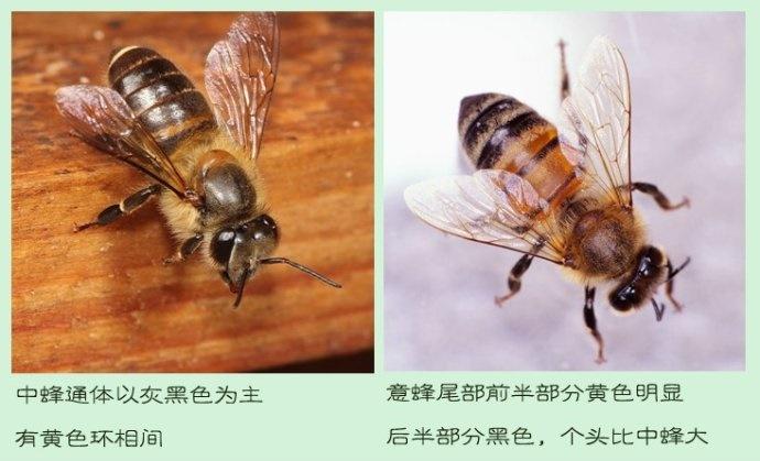 蜜蜂种类浅谈 