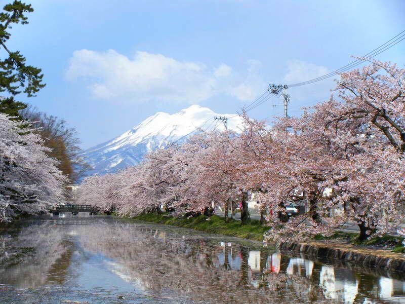 四月十八去日本,哪里还能看到樱花?
