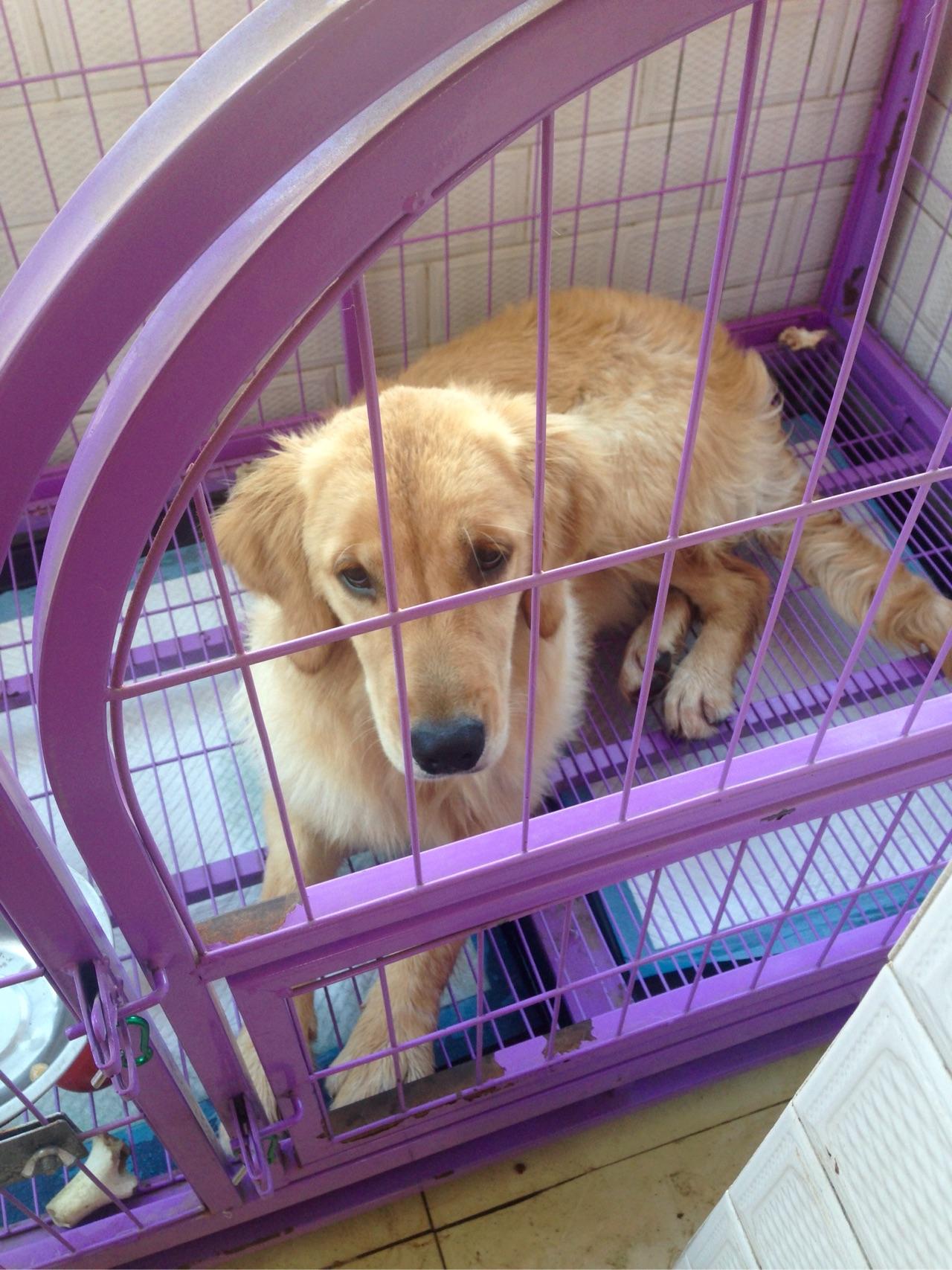 为什么我家金毛太活泼好动?