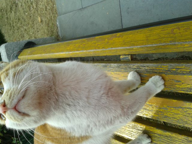 为什么有人遛狗,却没看到有人溜猫。换句话说