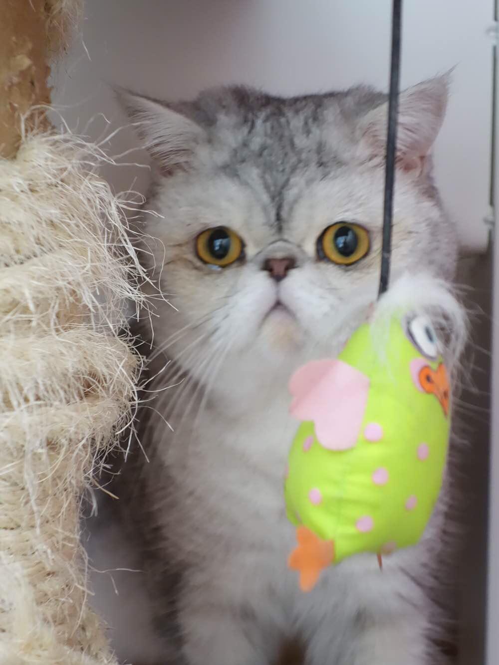 我有一个丑萌丑萌的塌鼻子猫,虽然很多人说他丑,可我怎么看都不腻.